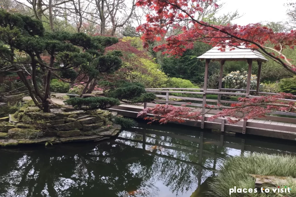 Visit japanese garden or bonsai nursery in Newquay - things to do in Newquay