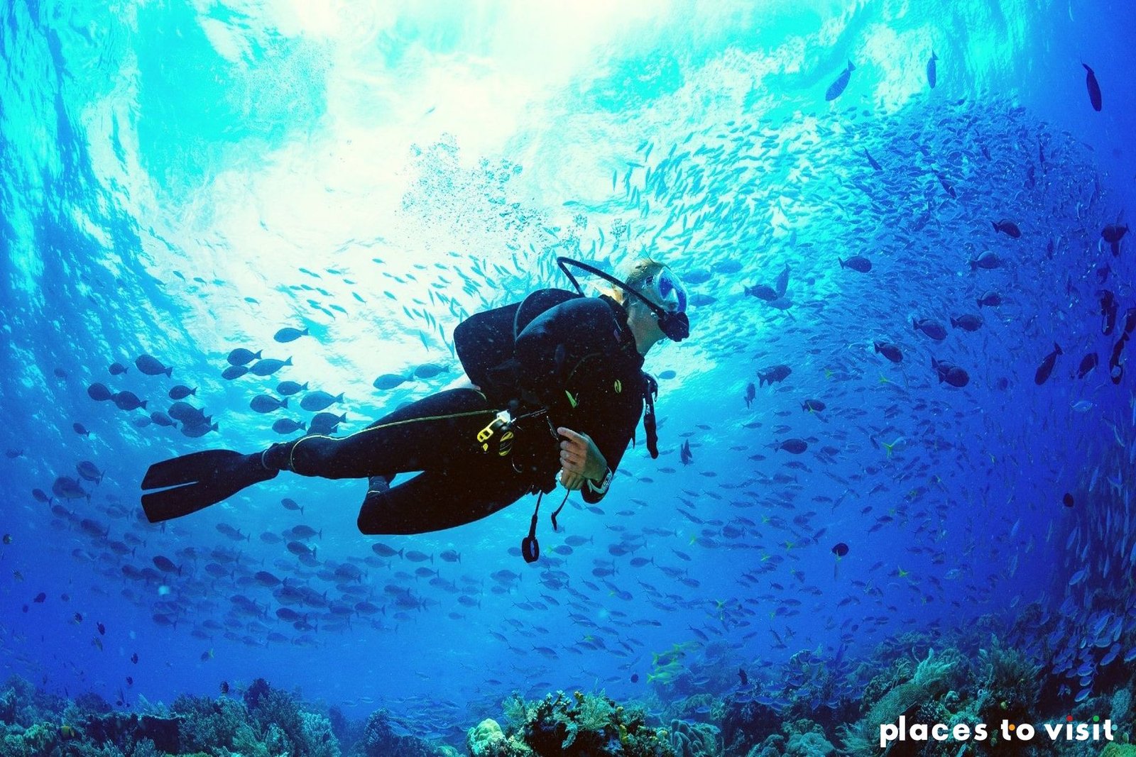 The Unseen World: A Journey into Scuba Diving